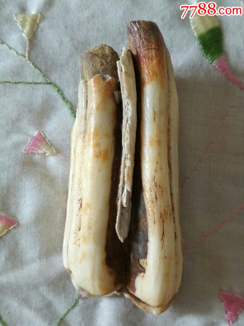 猛犸牙化石,包真包邮