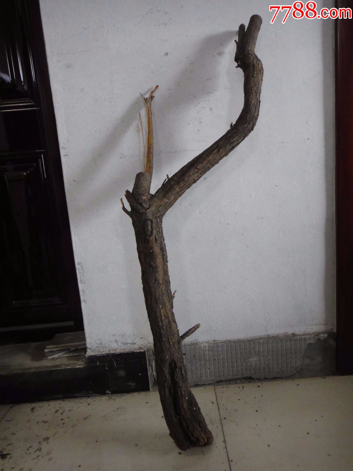 太行山特产"黄栌"(注:此木没有了,山西朋友已定)