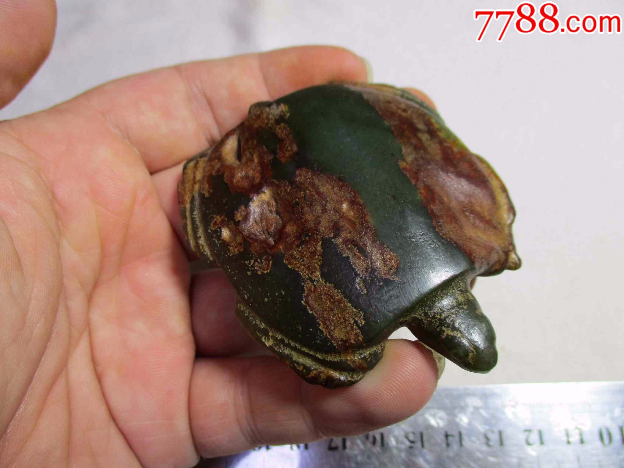 农村收到老河磨玉龟