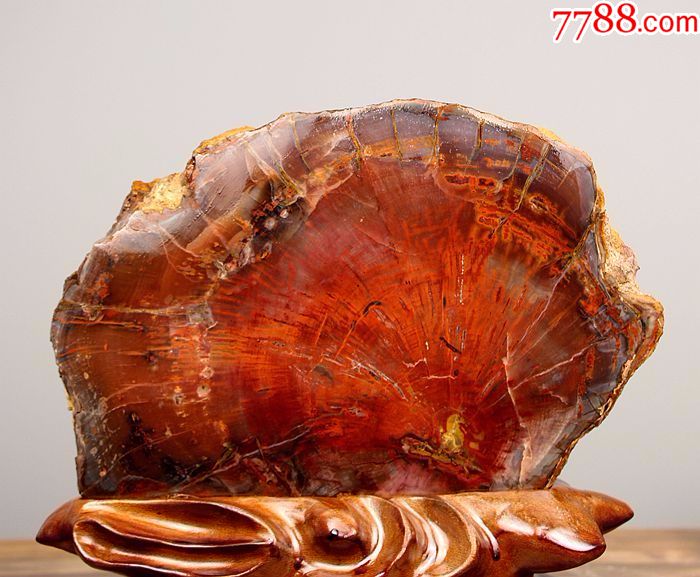 奇石新款木化石树化玉新疆硅化木树红碧玉原石头红皮木化石53