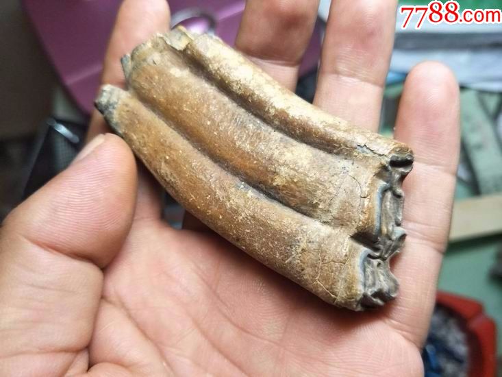 史前动物披毛犀牙齿化石(1)