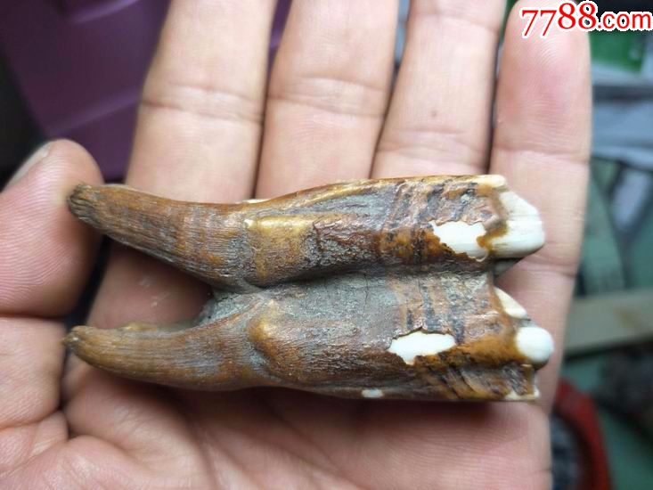 史前动物披毛犀牙齿化石(2)