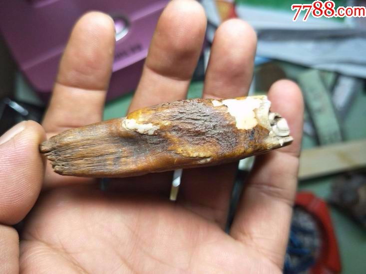 史前动物披毛犀牙齿化石(2)