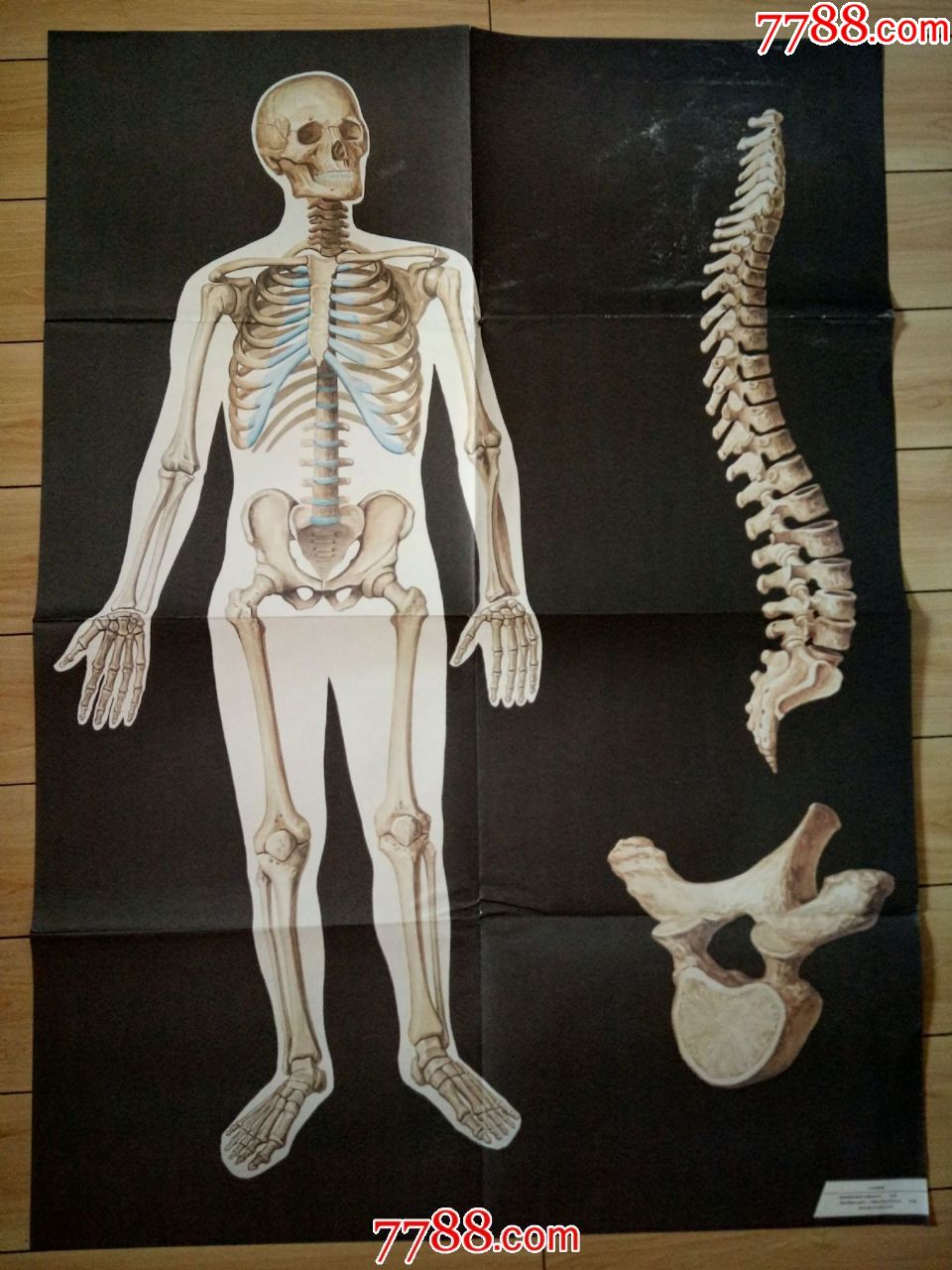 卫生教学挂图:人体骨骼--朝花美术出版社1开张