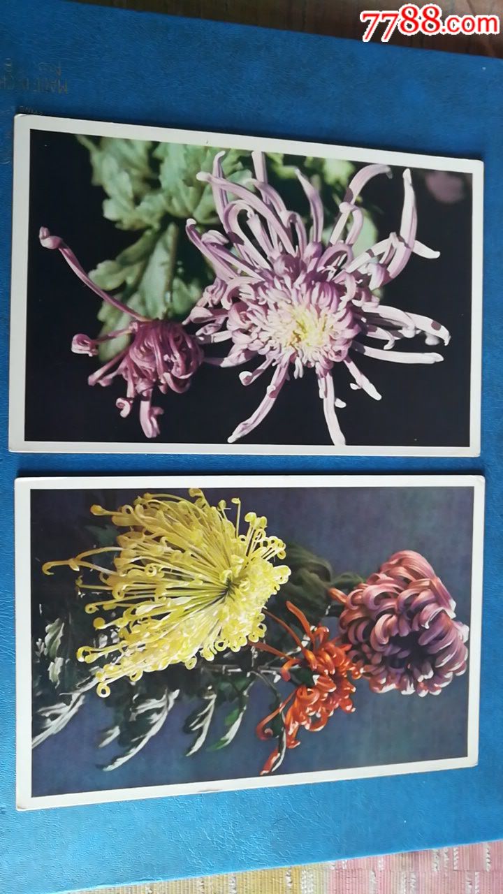 十张菊花明信片