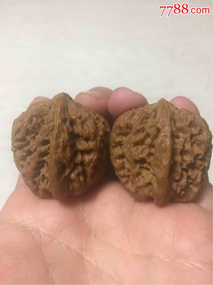 西北野生将军膀