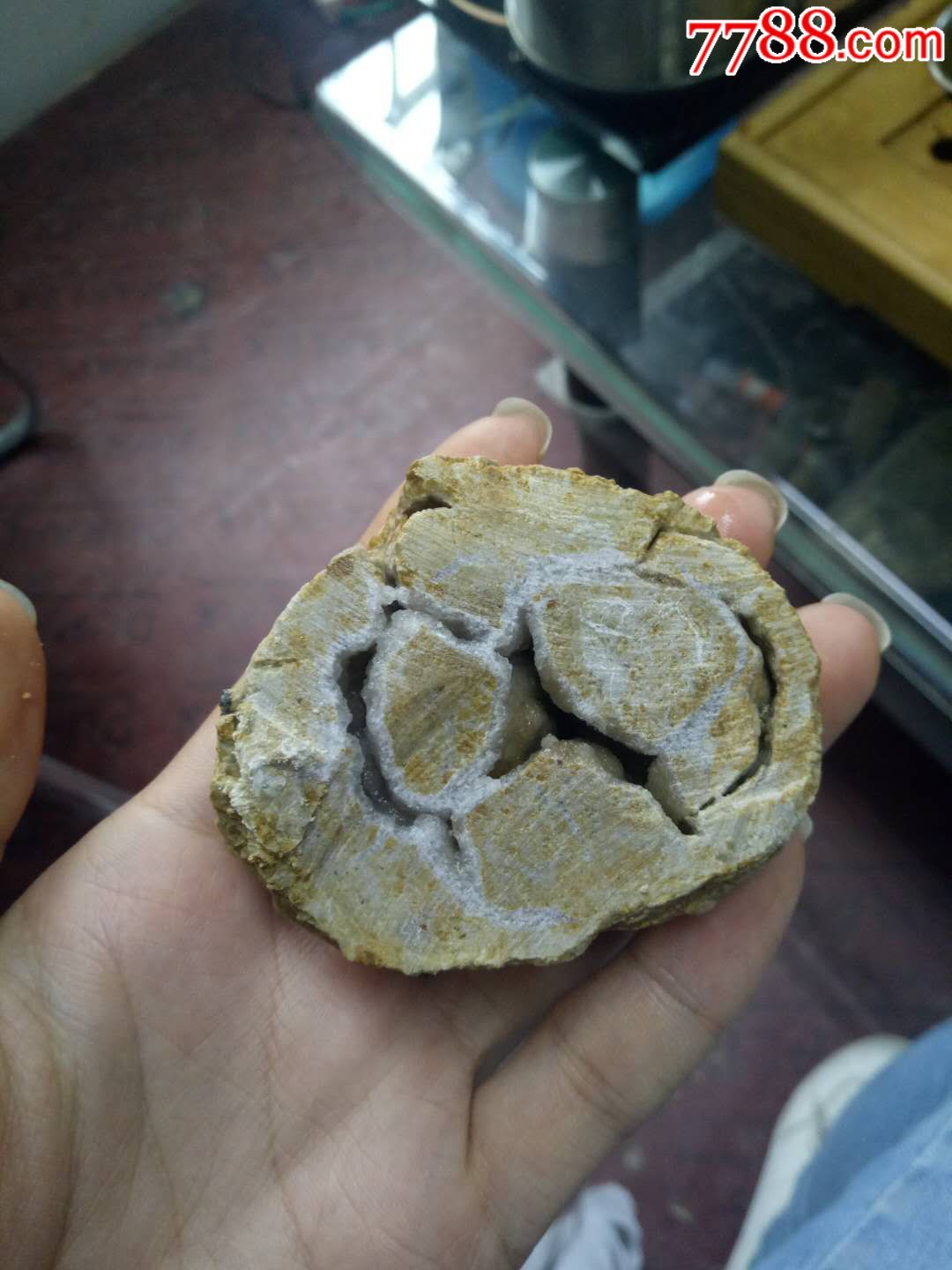 完全玉化的鸟蛋化石图片