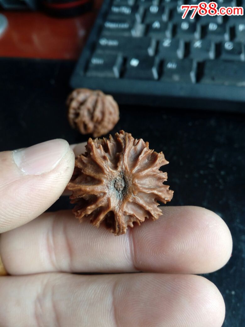 秦岭野生灯笼核桃精品对