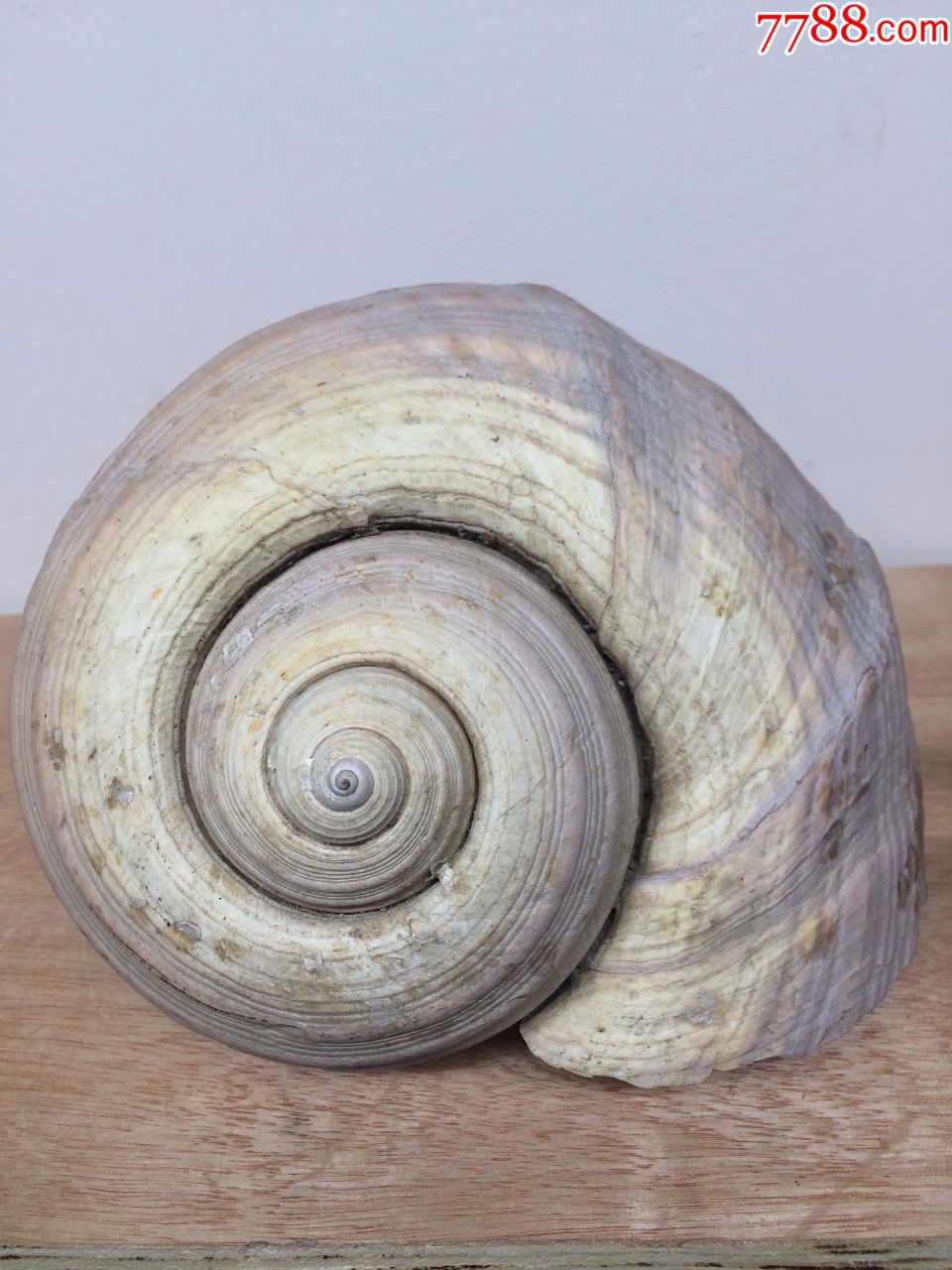 天然海螺壳大小2只