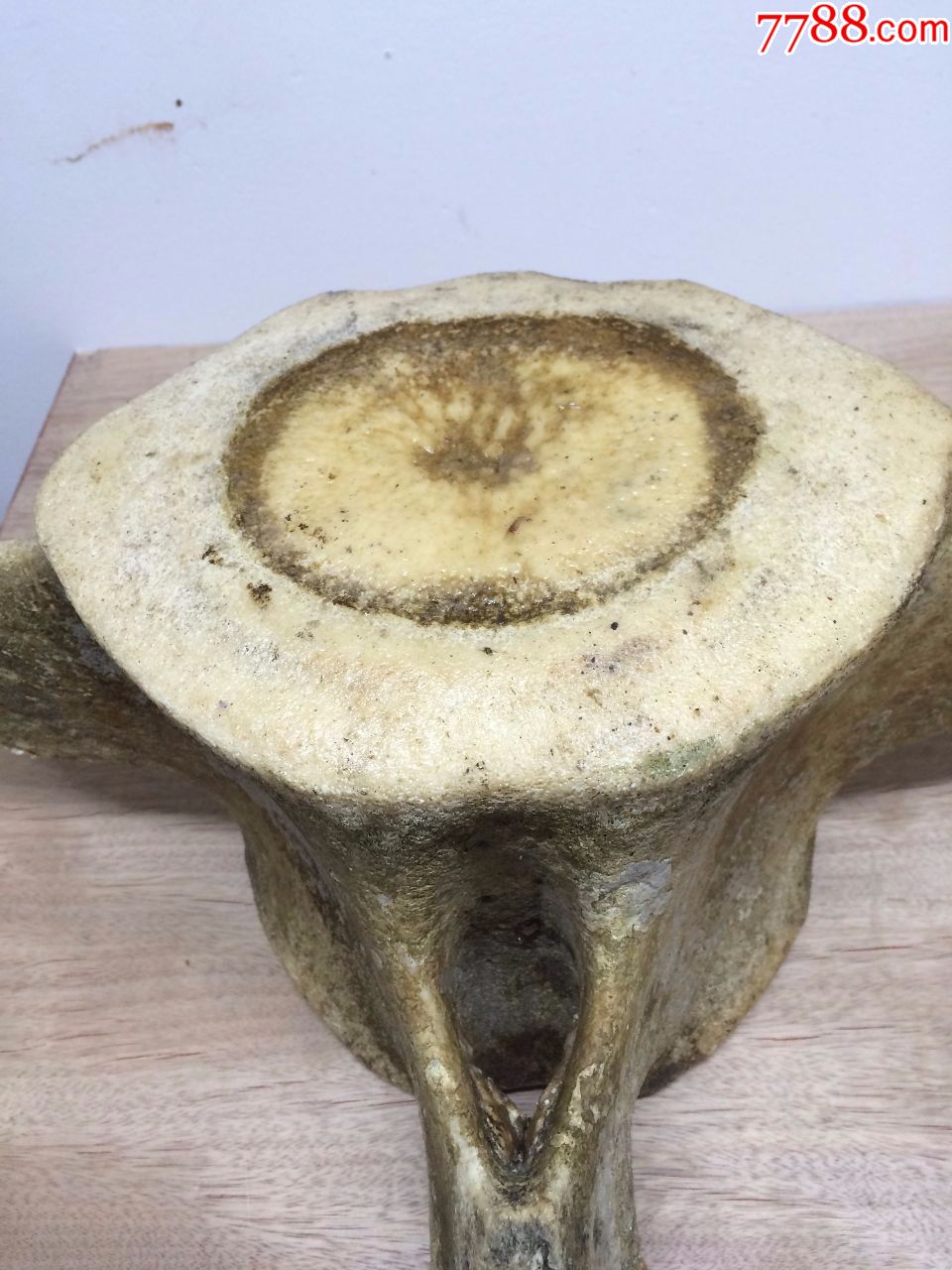 超大尺寸鲸鱼脊梁骨