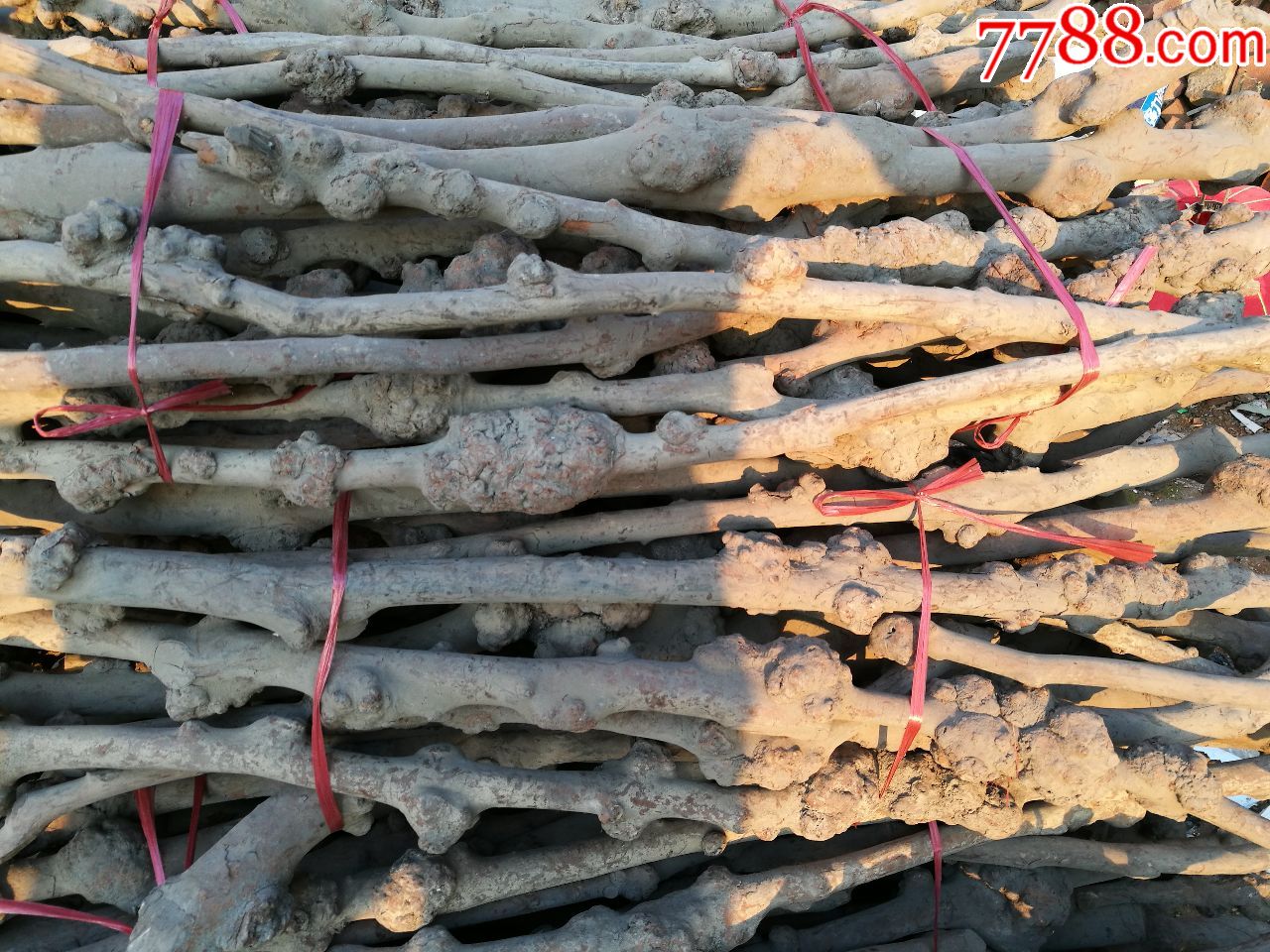 木雕根雕茶树干天然长瘤