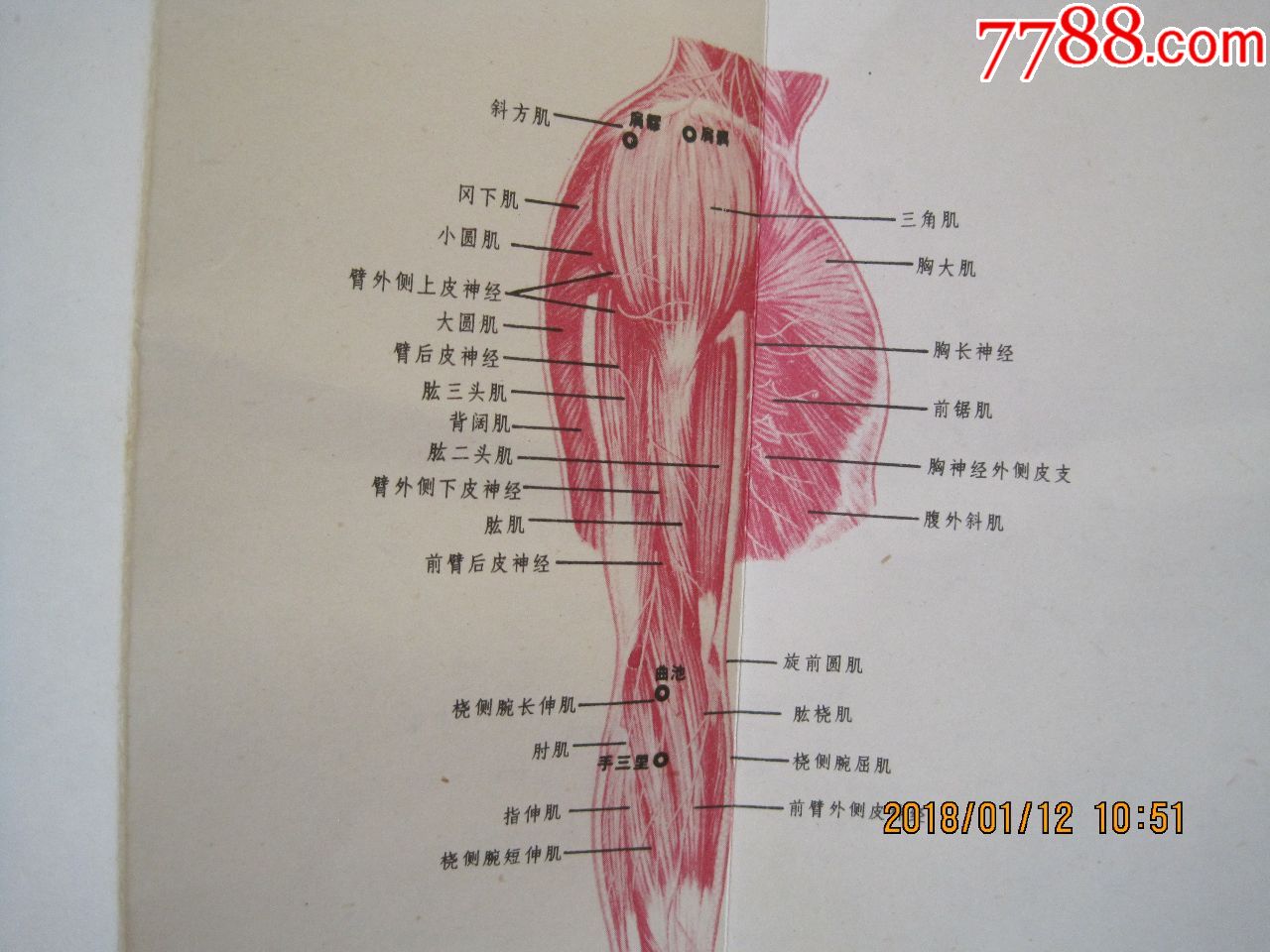 折叠式推拿层次解剖图解(小儿,头颈,上肢,下肢4本和售)