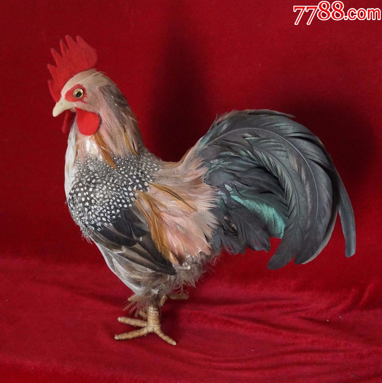 标本大公鸡高约36cm长约32cm宽约15cm