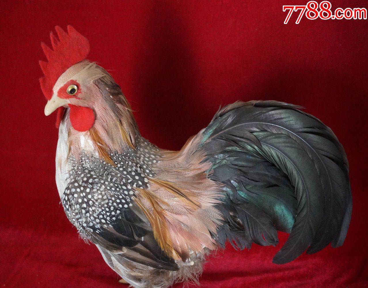 标本大公鸡高约36cm×长约32cm×宽约15cm