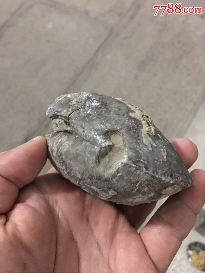 鹰嘴贝(扁平型)-se57688851-动植物化石-零售-7788收藏__中国收藏热线