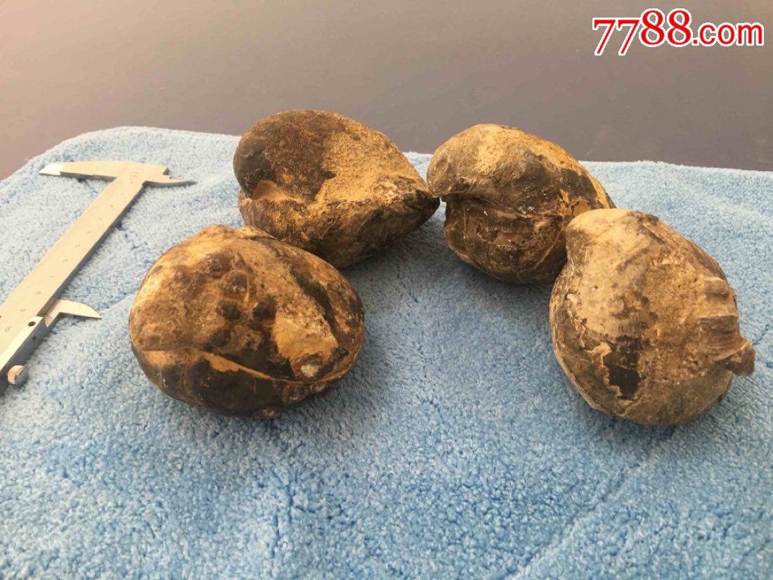 四个贝壳化石鹰嘴贝