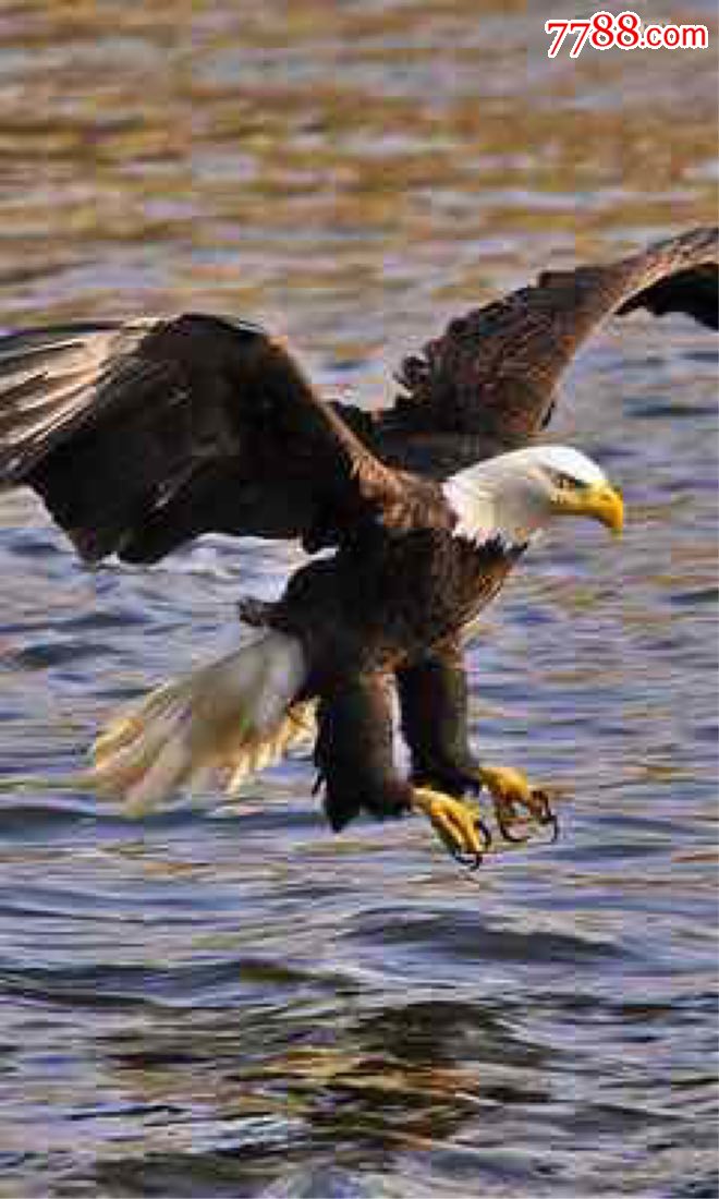 灵璧石原石珍品金雕大鹏展翅之大展宏图