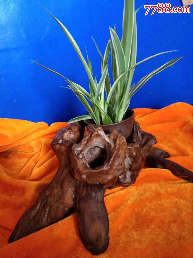 天然造型漂亮树根.