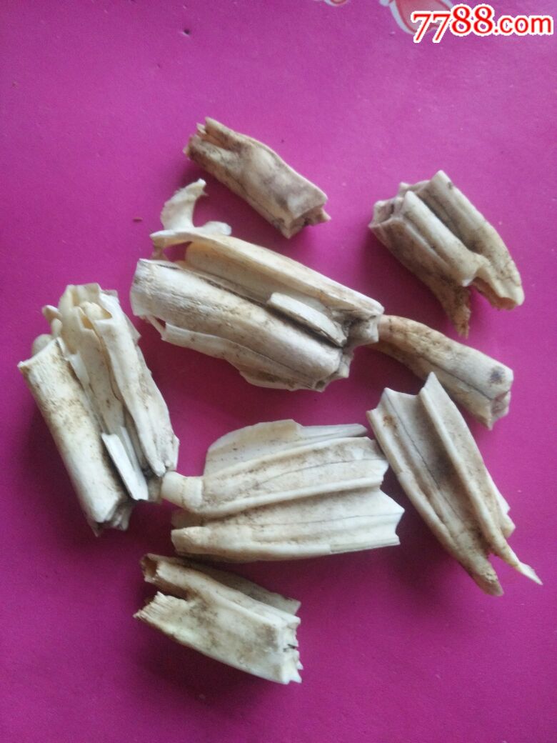 河里捡的不知名动物牙齿化石