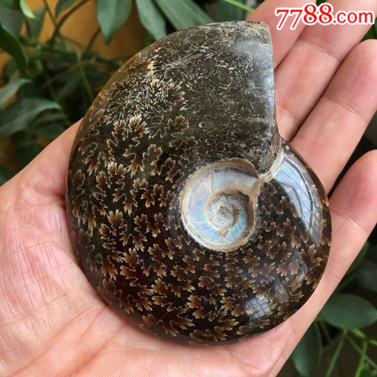 海螺化石158克_價(jià)格200元【瑞楓貨廊】_第3張_7788收藏__收藏?zé)峋€