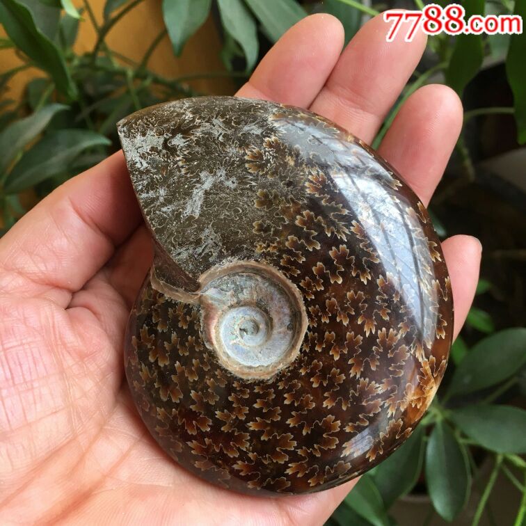 海螺化石158克_價(jià)格200元【瑞楓貨廊】_第4張_7788收藏__收藏?zé)峋€