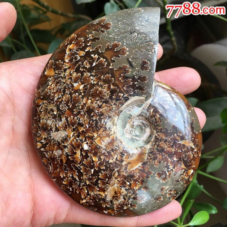海螺化石2號_價格400元【瑞楓貨廊】_第1張_7788收藏__收藏熱線