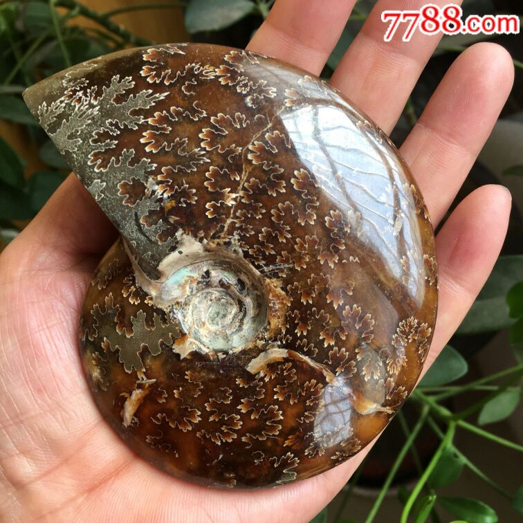 海螺化石2號_價格400元【瑞楓貨廊】_第2張_7788收藏__收藏熱線