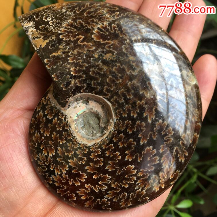 海螺化石3號_價格400元【瑞楓貨廊】_第1張_7788收藏__收藏熱線
