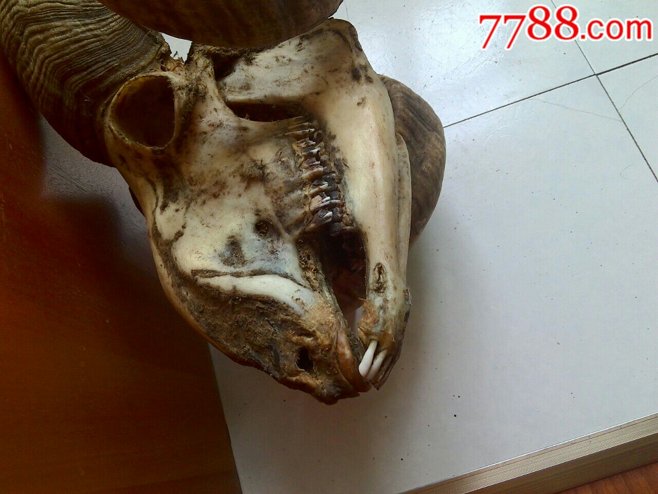 东北大公棉羊头标本.【吉祥到家.越过越发】