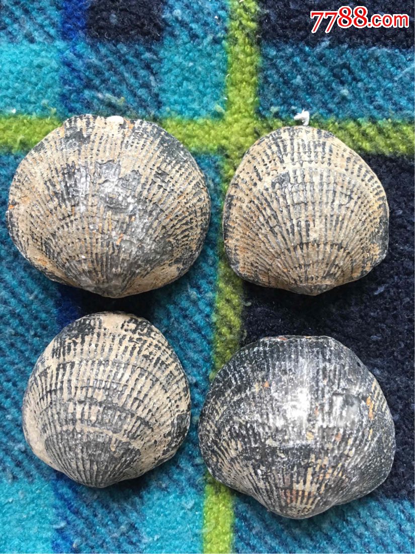 贝壳化石4枚