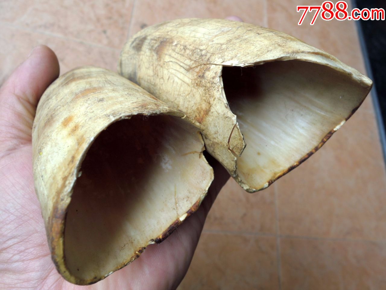 民俗收藏180502-边疆早期民族地区大号老黄牛角辟邪玩