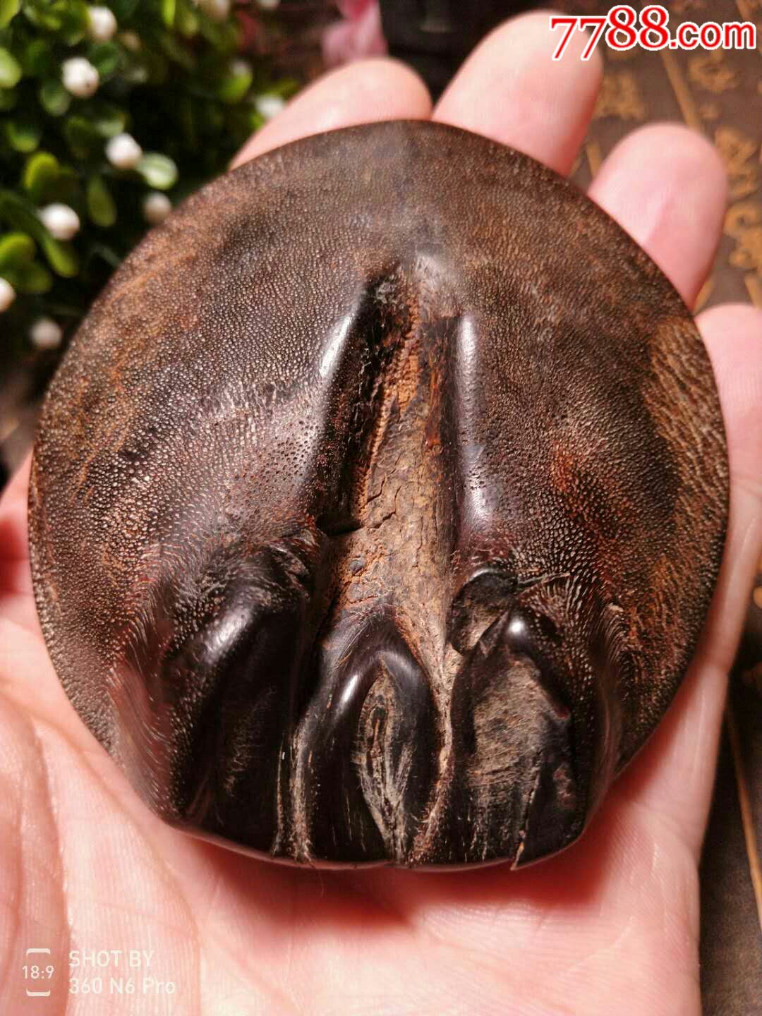 黑驴蹄子—笔架