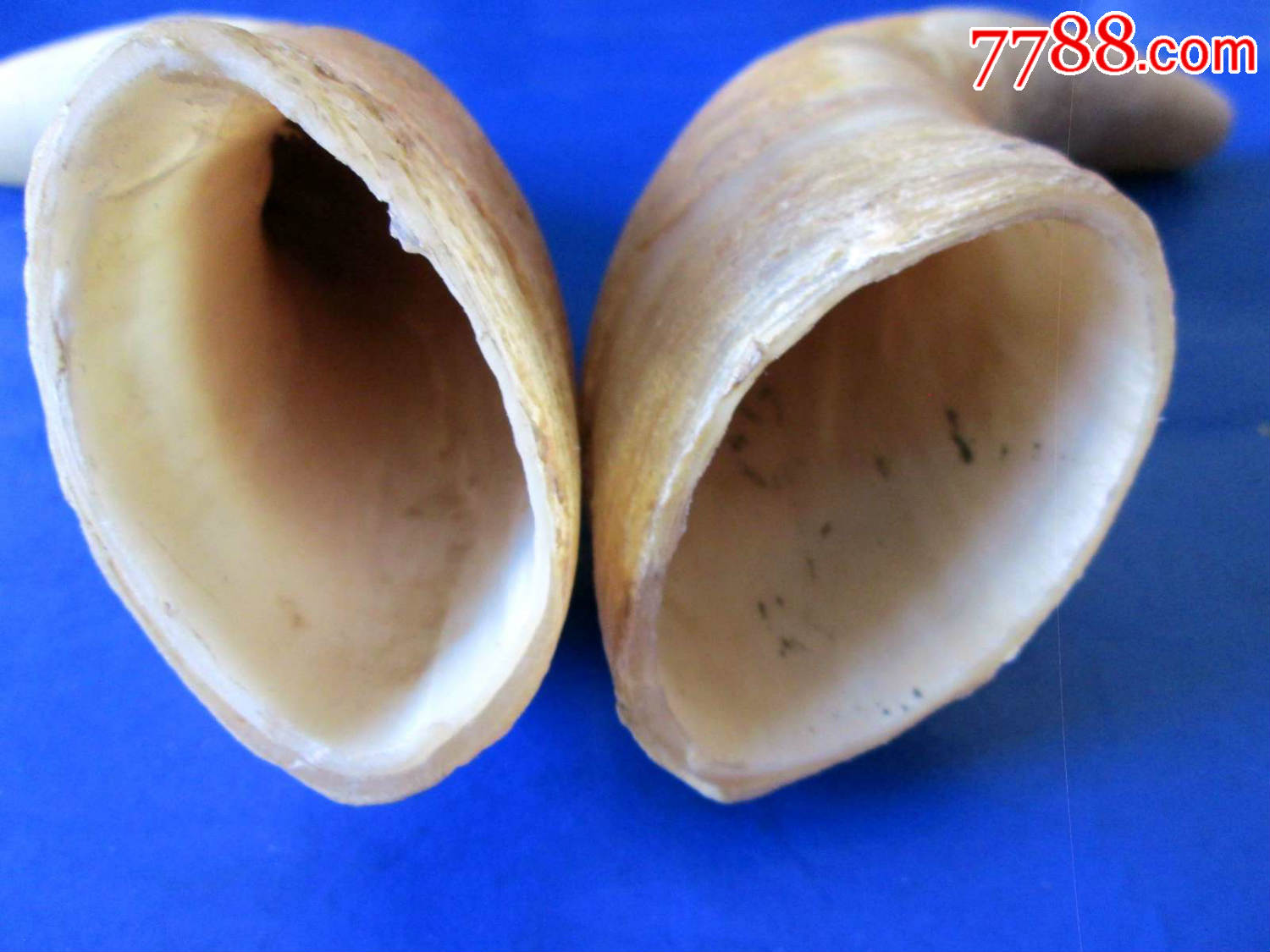 黄牛角