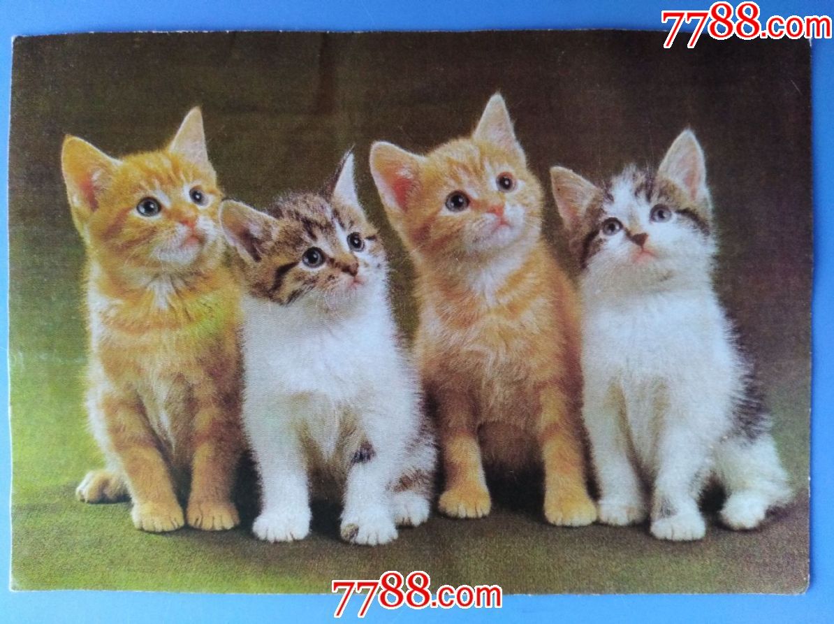 猫图贺年片-价格:3元-se59900787-小画片-零售-7788收藏__收藏热线