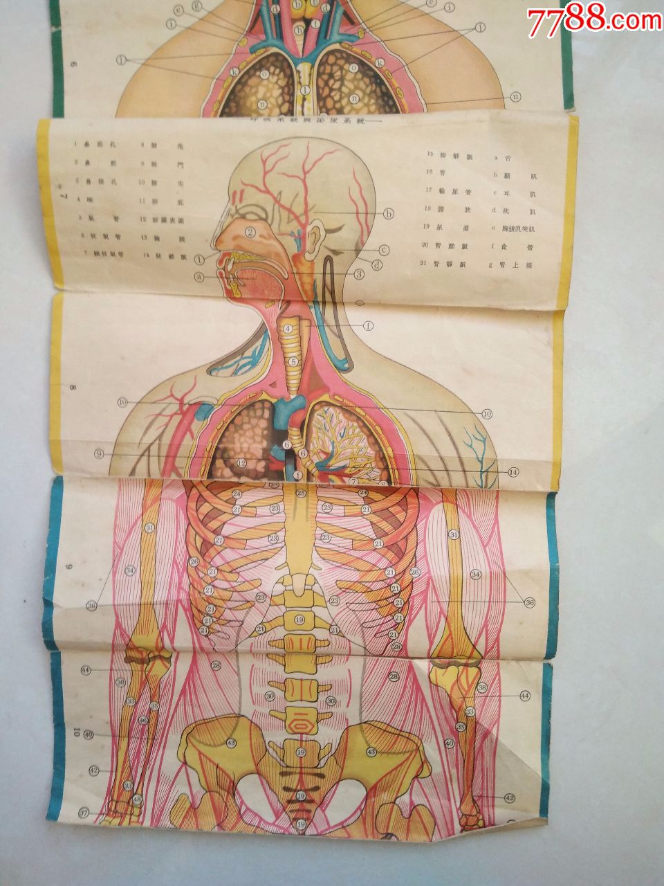 人体解剖图(折叠式彩图)民国版,残缺