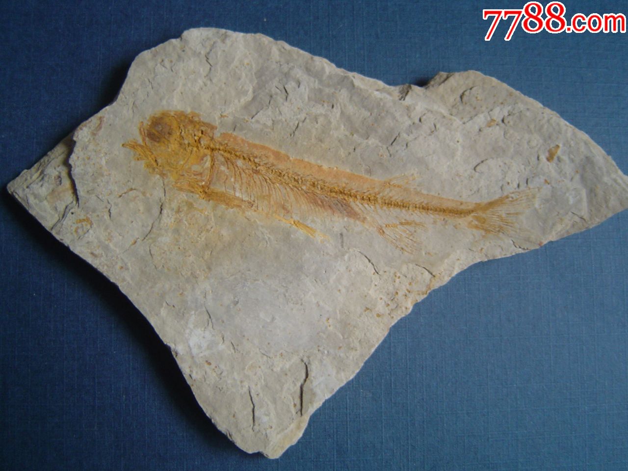 盾皮鱼化石图片