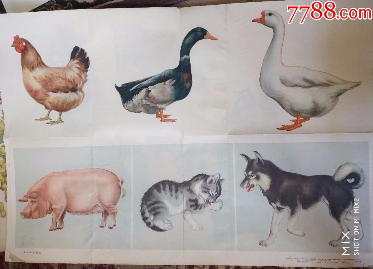 鸡鸭鹅猪猫狗1963年