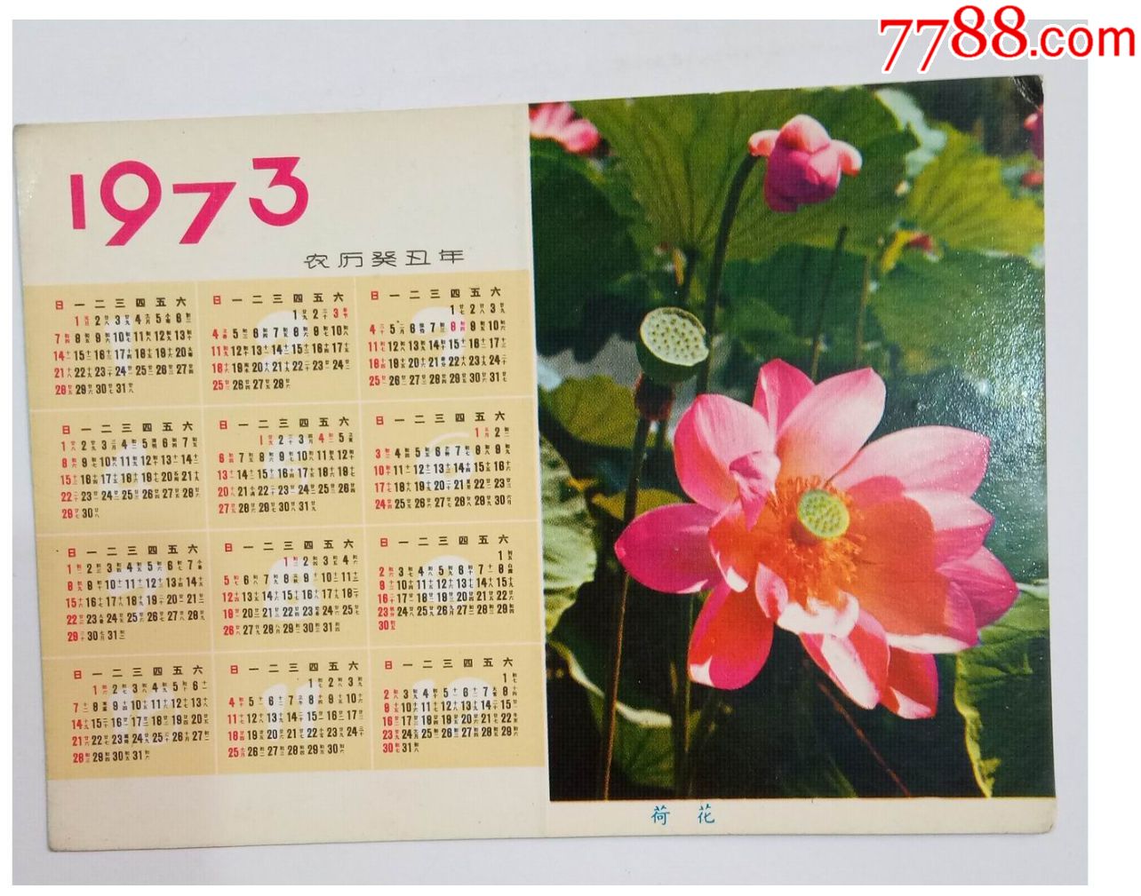 早期精美年历片:==荷花==/1*1_价格20元_第1张_7788收藏__收藏热线
