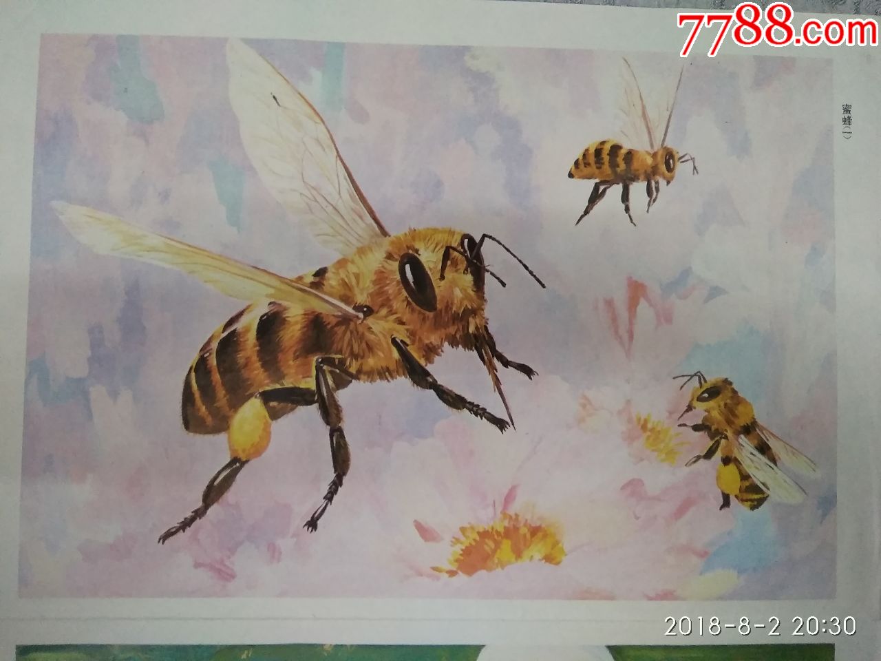 幼儿园常识教育挂图昆虫(蜜蜂蚂蚁,共两张)