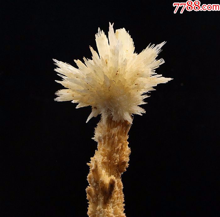 矿物晶体石头奇石原石花状结晶石跟糖白色黄色钟乳石共生标本24