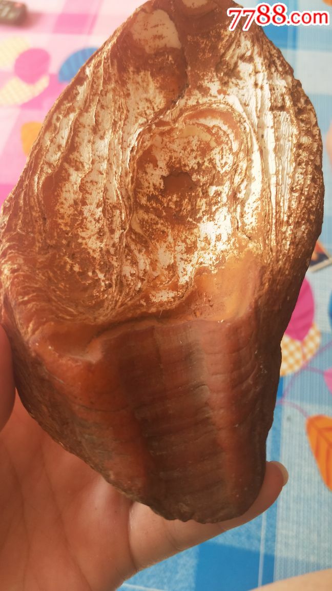 千年牡蛎化石,红色很稀有,品相完好