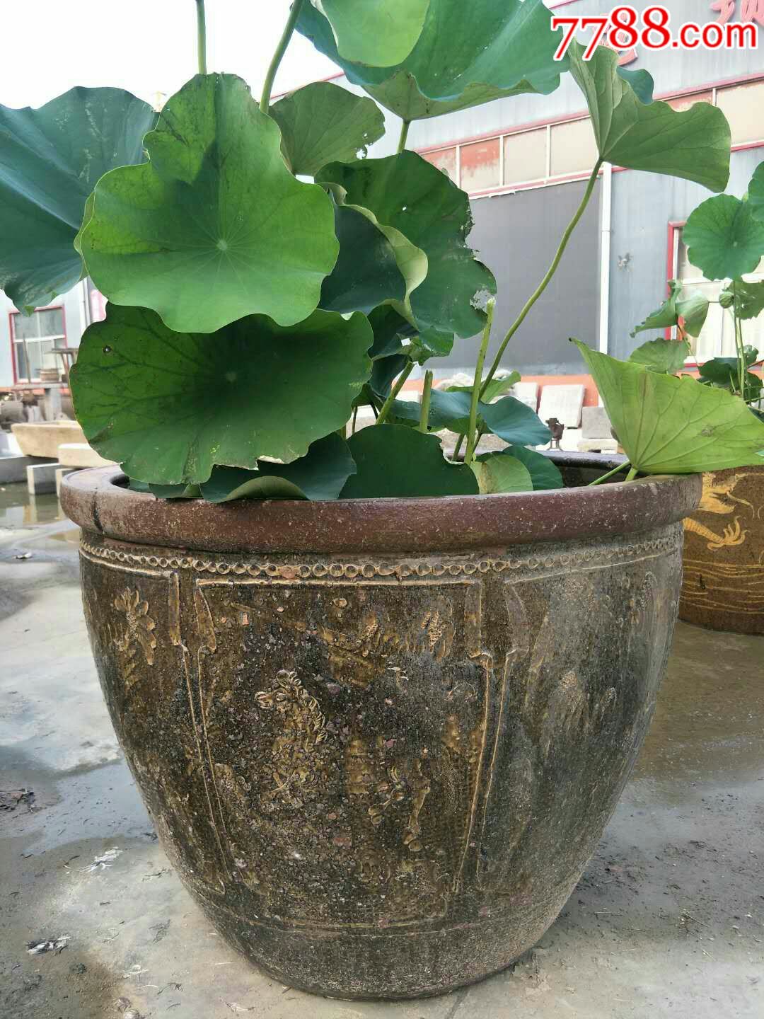 清代荷花大缸一个