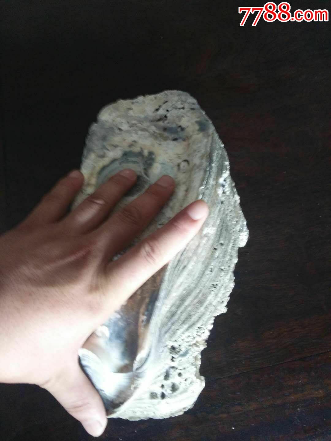 牡蛎化石几千年形成可做雕刻摆件,手把件非常难得180