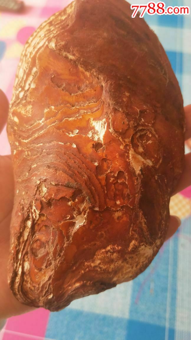 千年牡蛎化石,红色很稀有,品相完好