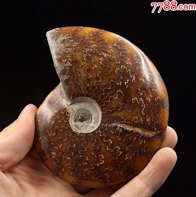 古生物化石奇石头矿物晶体蜗牛化石发财螺天然菊石化石转运螺04