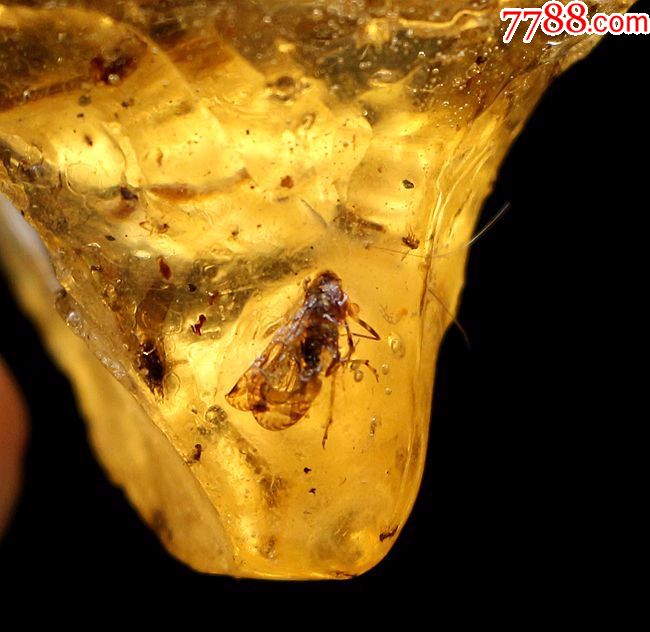 化石奇石琥珀原石波罗的海琥珀天然虫珀金蓝珀虫珀原石蝇