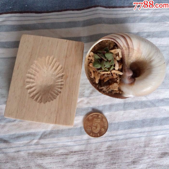 天然海螺海贝壳花盆带手工木雕垫托多肉植物鱼缸微型盆景个性摆件