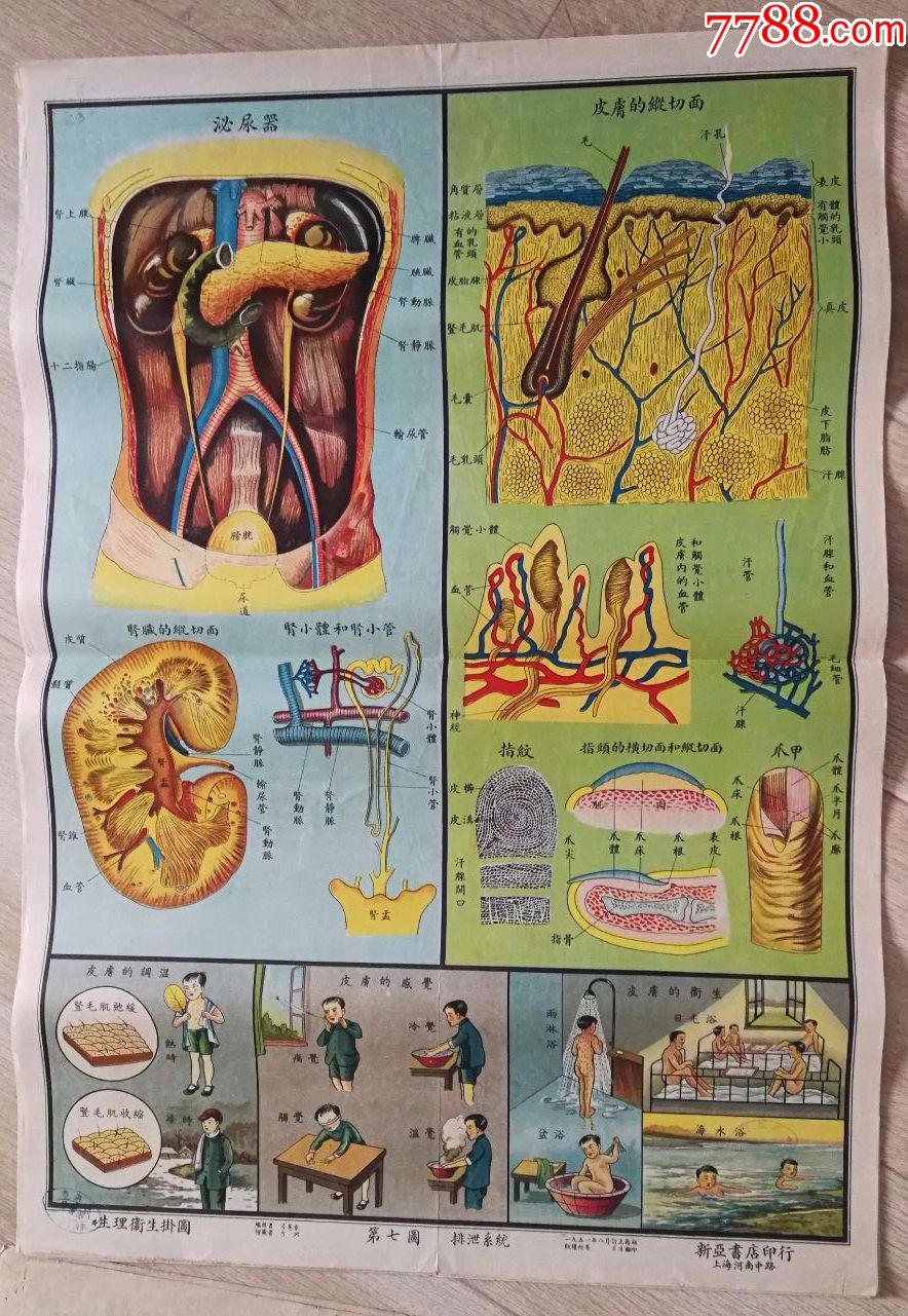 1951年生理卫生挂图===11副全套