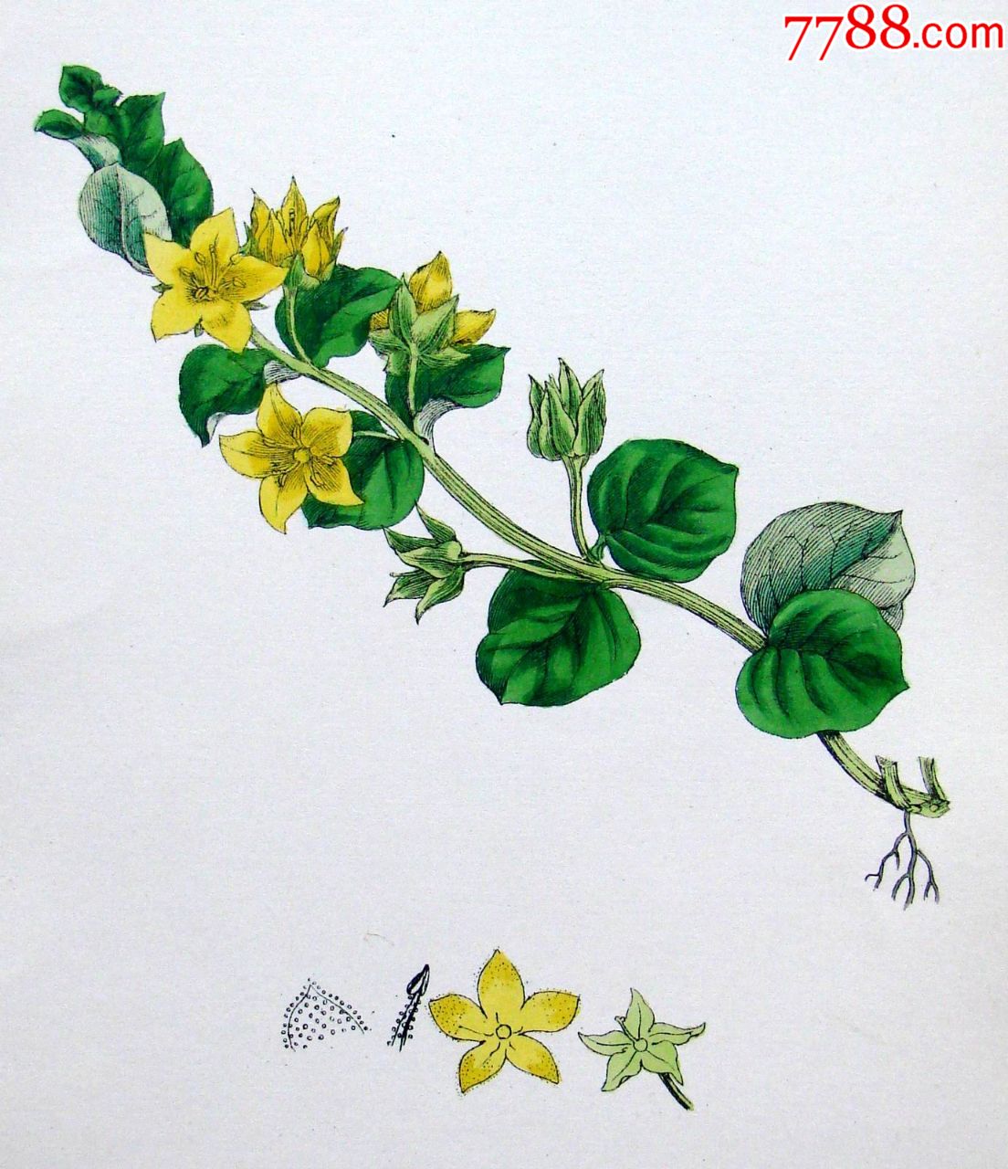 1880年版英国植物学图谱金叶过路黄木版画手工上色25x17cm