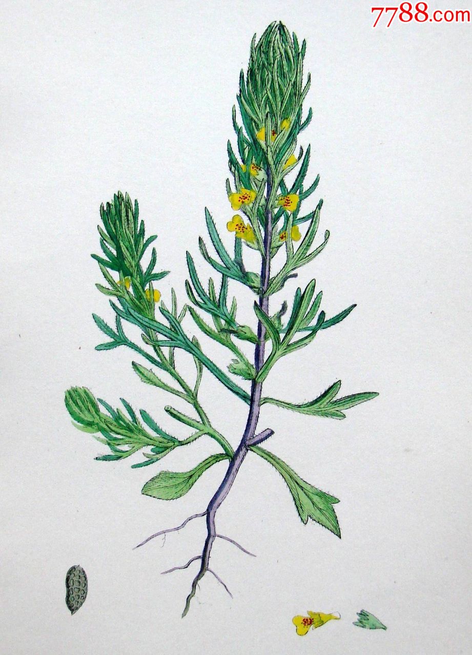 1880年版英国植物学图谱筋骨草木版画手工上色25x17cm